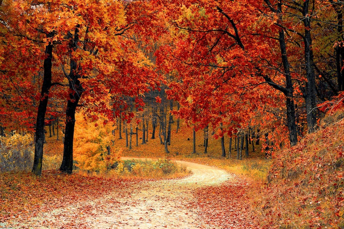 https://images.pexels.com/photos/33109/fall-autumn-red-season.jpg?auto=compress&cs=tinysrgb&w=1260&h=750&dpr=1